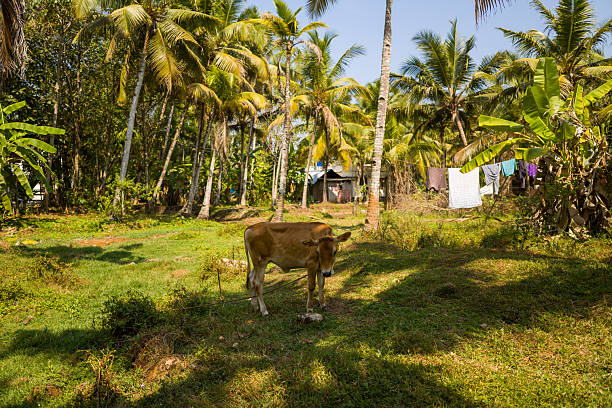 istock Cow grazing in sun-dappled tropical clearing, Munroe Island 2255660405