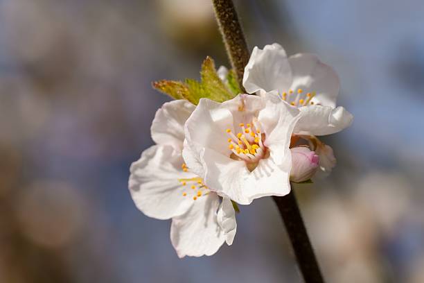 Close-up macro shot present a cluster of delicate, white flowers on a stem with a blurred background of spring colors. Image to convey springtime beauty and freshness
