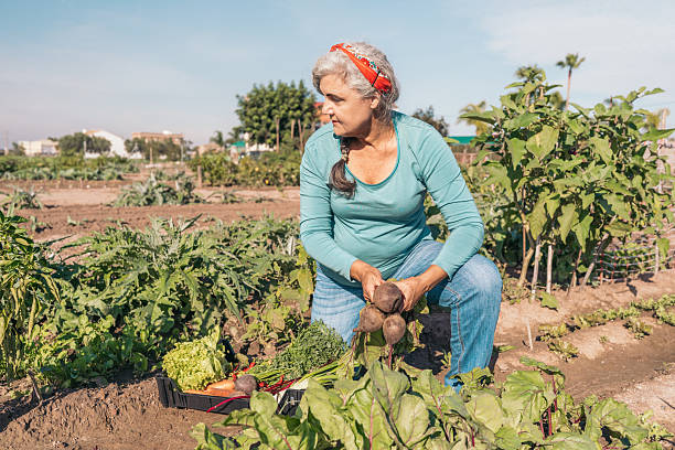 Senior woman kneeling and harvesting beets in a community garden