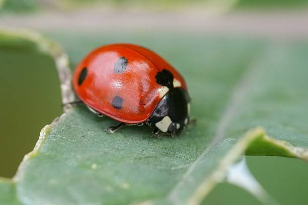 istock Macro shot showcase a ladybug rest on a vibrant green leaf, presenting nature and eco-friendly concept, insect on plant 2255661837