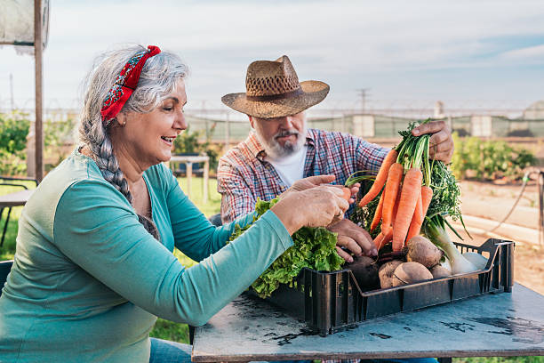Senior couple of farmers sitting at table sorting fresh organic vegetables outdoors at farm