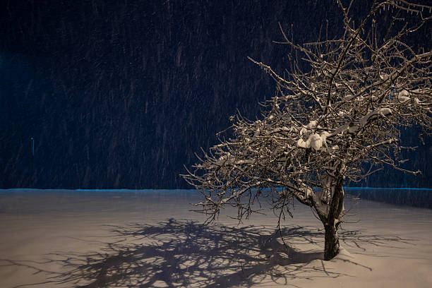 Snow-Covered Bare Tree Branches in a Winter Forest