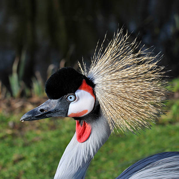 A side head view of this beautiful Grey Crowned Crane set against a natural background at a local Nature Reserve. Close-up, detailed and very well focussed.