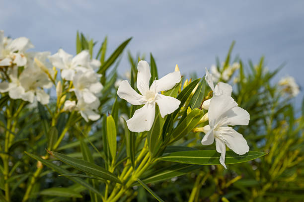 Cluster of white oleander blossoms surrounded by slender green foliage, illuminated by gentle sunlight against a soft blue sky near Stintino. Natural textures and fresh tones evoke a peaceful, summery mood.