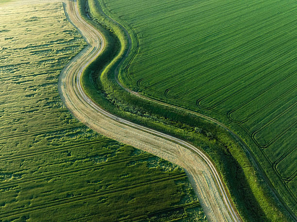 Aerial view of a winding rural road dividing two contrasting agricultural fields, one bright green and one golden.