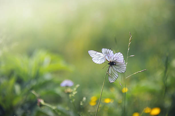 Two white butterflies interacting playfully while resting on a slender grass stem in a sunlit meadow.