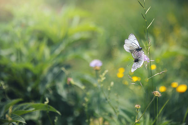 Two white butterflies interacting playfully while resting on a slender grass stem in a sunlit meadow.