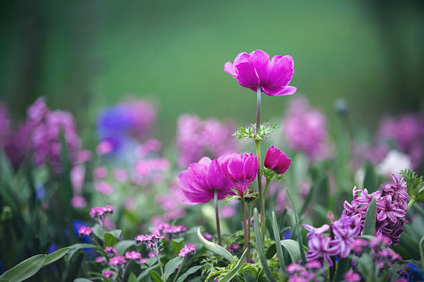 Garden with tulips and different colourful flowers.