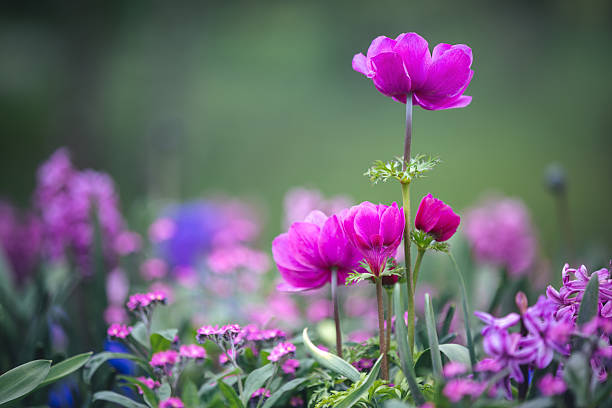 Garden with tulips and different colourful flowers.