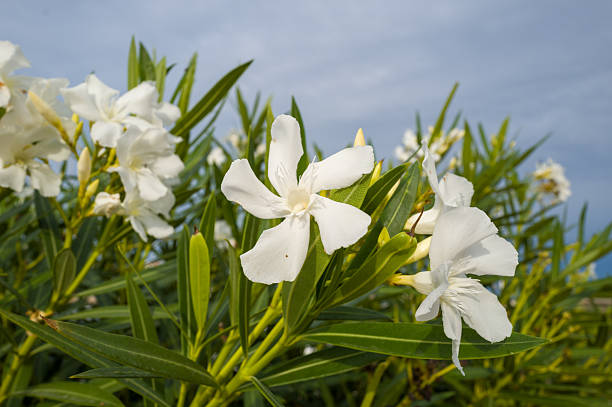 Close-up of delicate white oleander flowers with slender green leaves, illuminated by warm sunlight against a soft blue sky near Stintino. The vibrant foliage and crisp petals create a fresh, natural atmosphere.