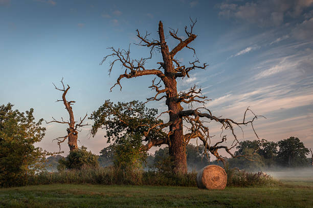 Massive dead Rogalin oak dominates a foggy meadow in warm sunrise light, with another ancient oak and a round hay bale nearby at Rogalin Landscape Park in Poland. Idyllic rural scene ideal for nature, heritage, agriculture and climate concepts.