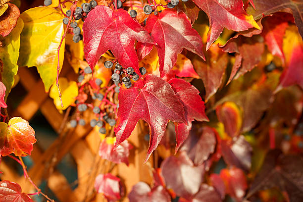 Grape leaves in vineyard change color with the autumn season