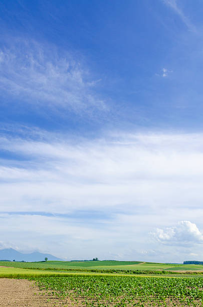 Hokkaido Biei Blue skies and grain belt