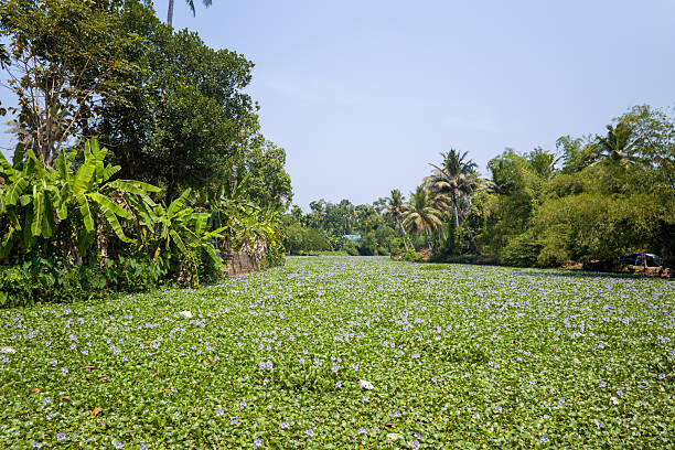 A dense carpet of green water hyacinth with tiny purple flowers covers the surface of a narrow canal in Alappuzha, Kerala. Lush tropical vegetation and palm trees line the tranquil waterway under a clear blue sky.