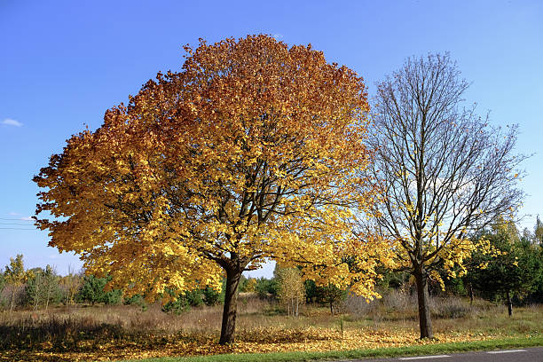 European and Polish Beautiful Nature Wallpaper ideas