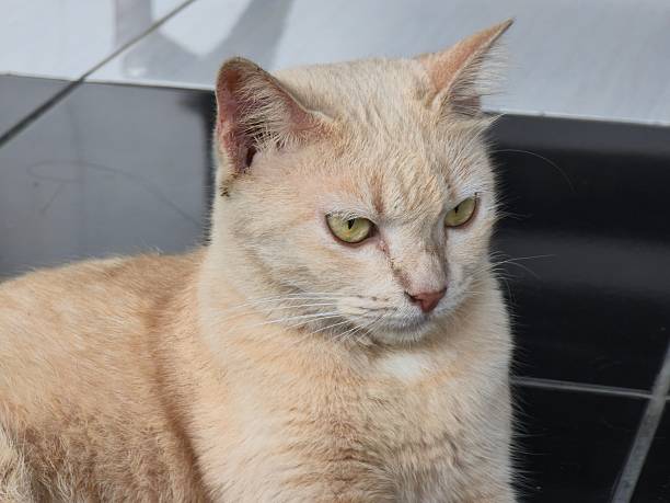 Its fluffy orange coat and piercing green eyes give it a regal yet affectionate appearance