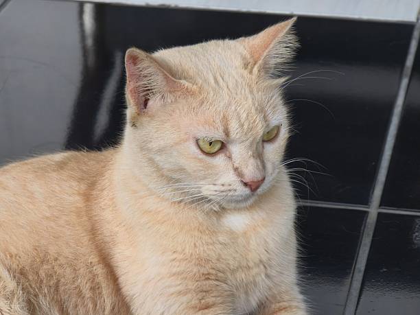 With fur like autumn leaves and eyes like fresh spring grass, this cat radiates warmth and charm