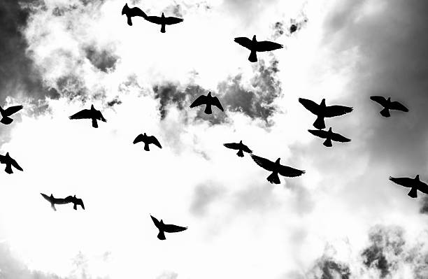 istock Flock of Birds Soaring 2255669297