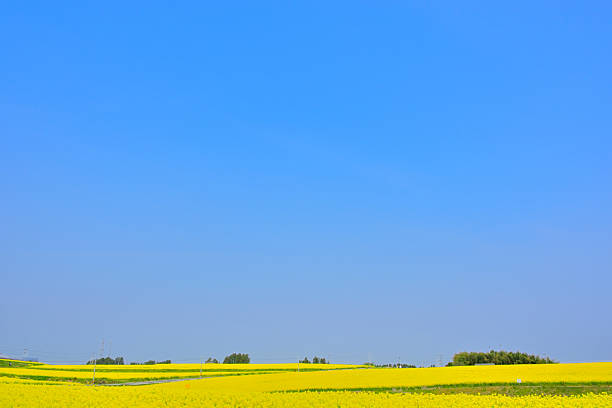 Canola Flower on White