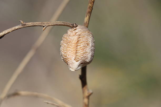 Close-up image of an ootheca, an egg case produced by certain insects like mantises, attached to a twig. The structure is light brown with a textured surface and appears slightly swollen. It is secured to a slender, dry branch against a blurred, neutral background. The ootheca's shape and grooved texture are distinct, standing out from the surrounding natural elements.