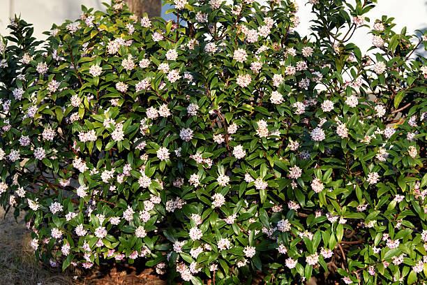 Daphne odona, also called Japan daphne and daphne indica, scentednative to Japan and China, is a compact evergreen shrub with dark green leaves and terminal umbels of very fragrant, reddish-purple, yellow or white flowers from late winter to early spring, often followed by colorful berries.