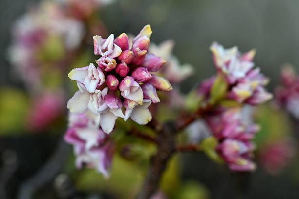 Daphne odona, also called Japan daphne and daphne indica, scentednative to Japan and China, is a compact evergreen shrub with dark green leaves and terminal umbels of very fragrant, reddish-purple, yellow or white flowers from late winter to early spring, often followed by colorful berries.