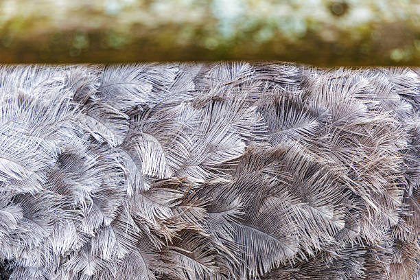 Detailed texture of natural grey ostrich feathers. Soft organic pattern for fashion, textile design, and luxury background concepts.