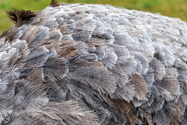 Detailed texture of natural grey ostrich feathers. Soft organic pattern for fashion, textile design, and luxury background concepts.