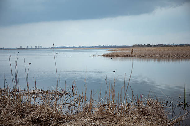 Calm waters reflect gray clouds in a tranquil wetland landscape during early spring afternoon. Krakovets, Ukraine