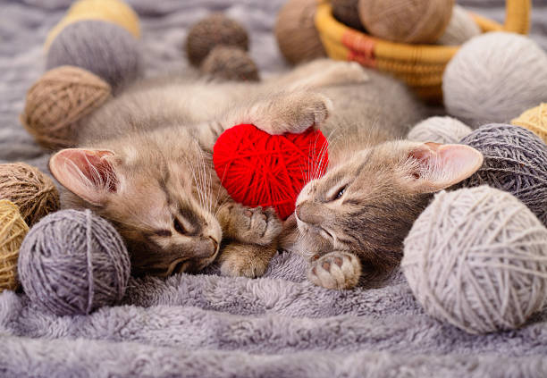 Pair of adorable tabby kittens sleeping together on a grey blanket with a red heart made of yarn. Sweet romantic pet portrait with balls of wool. Love and animal care concept