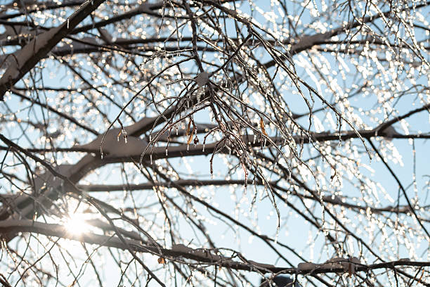 Freezing rain formed a layer of ice on the branches of the tree, and sunlight illuminated the beautiful winter scenery.