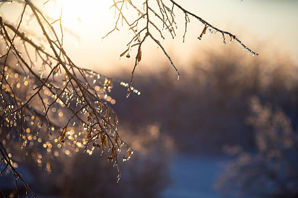 Freezing rain formed a layer of ice on the branches of the tree, and the setting sun illuminated the beautiful winter scenery.