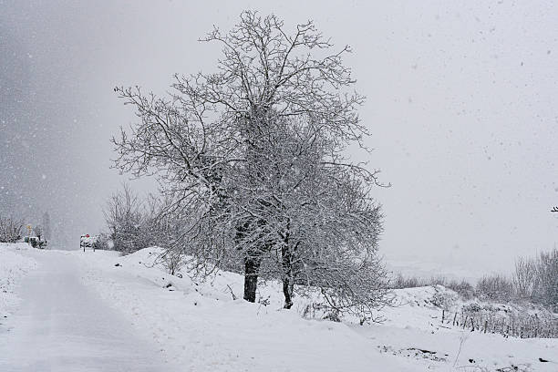 Oak In The SnowNote: The Weather is snowy