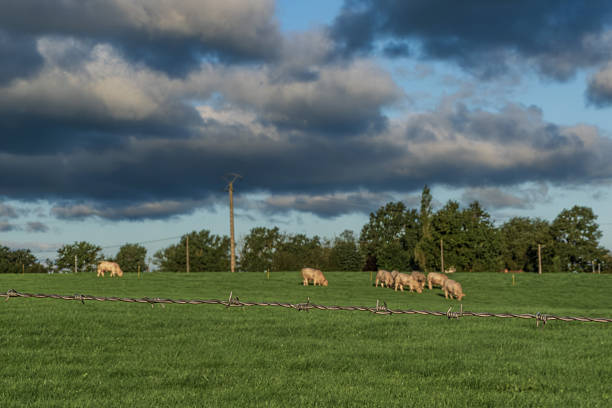 Cows in a meadow with barbed wire of Auvergne country, France