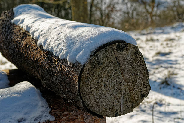 Stack of firewood covered with fresh snow in Bavaria, Germany. Winter rural scene symbolizing cold season, heating, natural resources, and traditional countryside life.