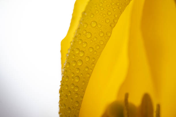 Light Creamy Yellow Winter Peony Flower Petals Laying on a White Table with Bright Morning Rainbow Sunlight Hitting Them