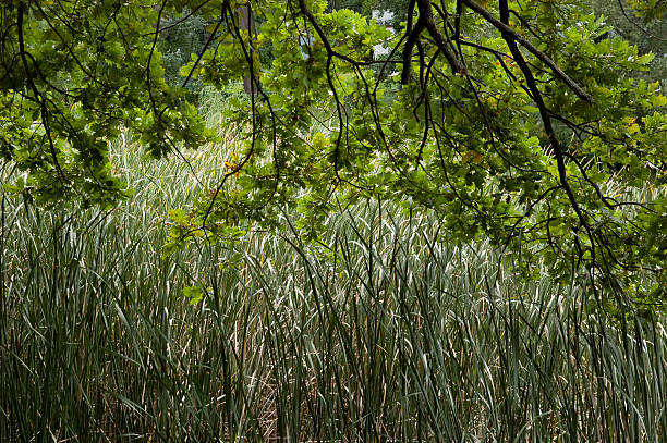 Reeds rising from below with oak branches and green leaves hanging above.