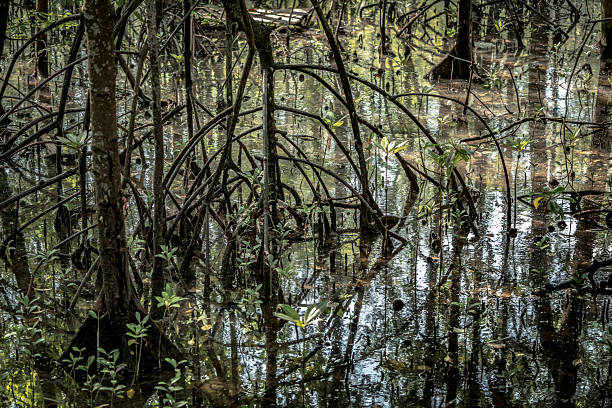 A wide shot of mangrove swamp during low tide on a bright day light at Pasir Ris park Singapore