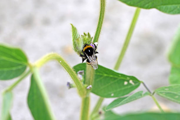 A bumblebee pollinating flowering soybeans in a field.