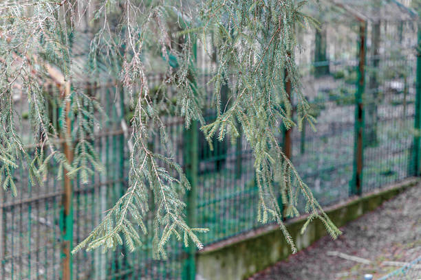 Detailed view of evergreen fir needles hanging in front of a blurred green metal fence in a park or zoo setting.