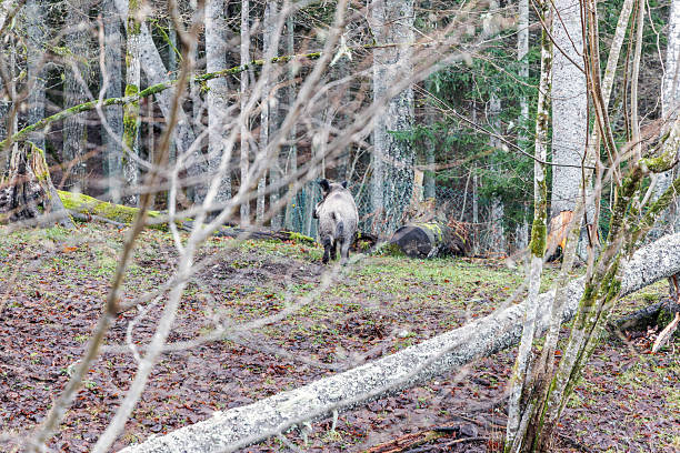 Rear view of a wild boar walking away into the forest, captured through branches in a natural wildlife park.