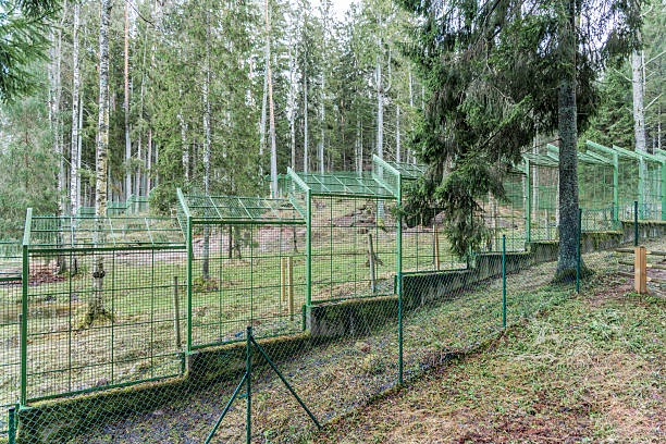 Large metal mesh fences and enclosures built within a forest landscape for animal protection or habitat management.