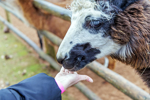 Human hand offering food to a curious black and white spotted llama over a wooden fence at a rural petting zoo.