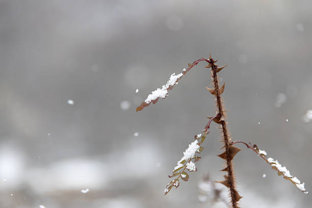 Dried thistles stand prominently in a field with snow patches, alongside a rural dirt path leading into a serene and peaceful winter landscape under a bright clear blue sky.