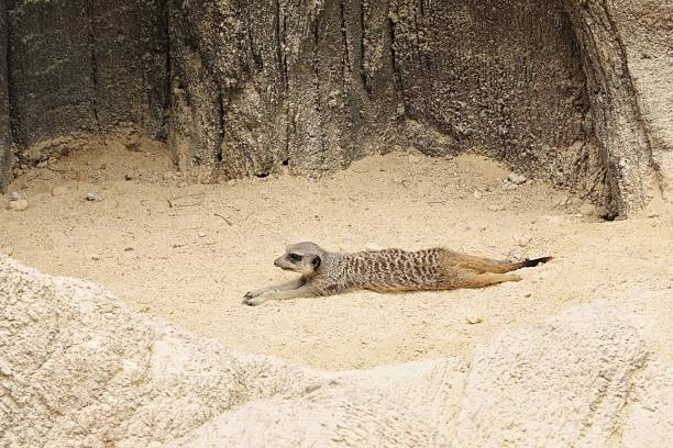 The oldest meerkat stands on alert. Stretched tall this furry tan, gray and white with dark brown stripes elderly meerkat stands a centurion to protect his home.