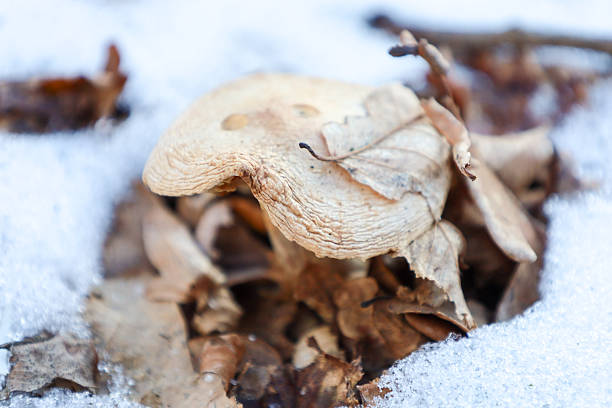 A light forest mushroom emerges through white snow, covered with dry brown leaves. This shot demonstrates the resilience of wildlife and the late autumn seasonal transition in a winter forest, creating a calm natural still life.