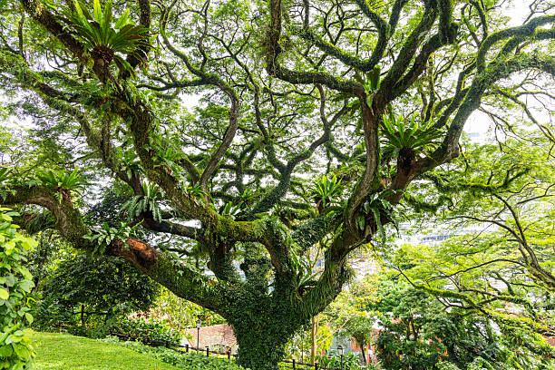 Path through trees