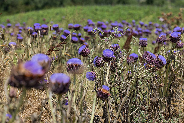 Close-up view of blooming purple artichoke flowers in a dry agricultural field under natural sunlight. Selective focus highlights texture and color, conveying Mediterranean agriculture, nature, and seasonal growth.