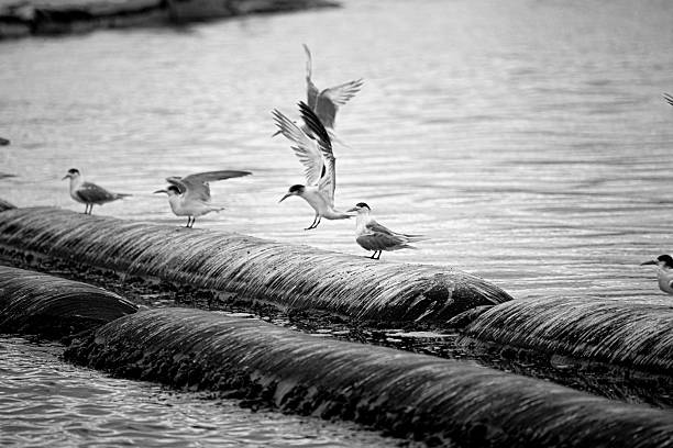 Monochrome Seagull photography