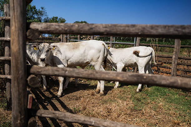 Hungarian grey cattle heard on the field